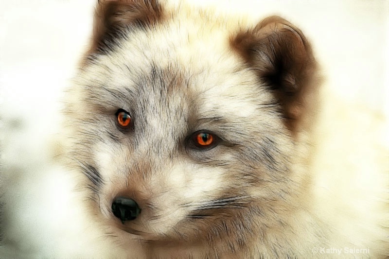 Portrait of an Arctic Fox - ID: 10519690 © Kathy Salerni