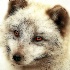 2Portrait of an Arctic Fox - ID: 10519690 © kathy salerni