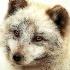 2Portrait of an Arctic Fox - ID: 10519690 © Kathy Salerni