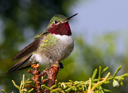 Broad tailed Humming bird