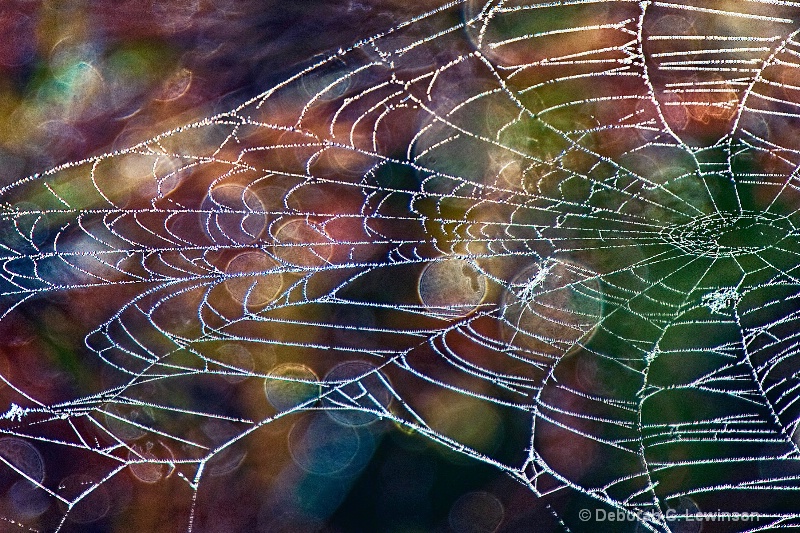 Specular Circles - ID: 10520370 © Deborah C. Lewinson