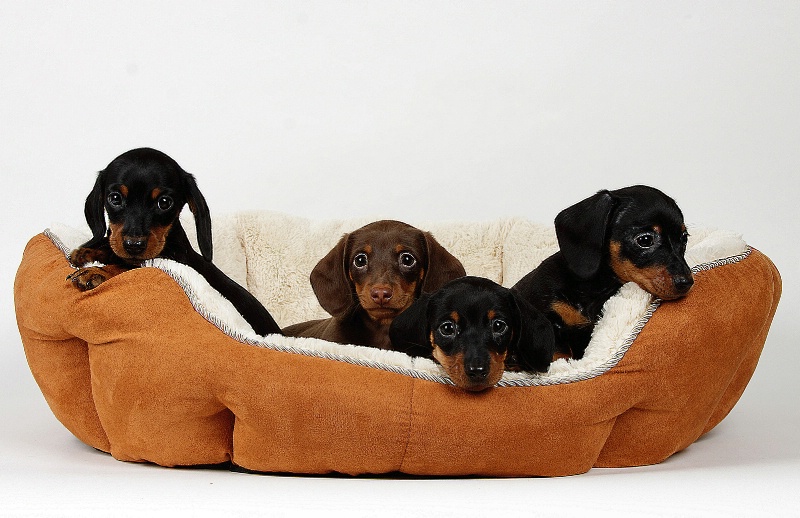 Four Little Puppies