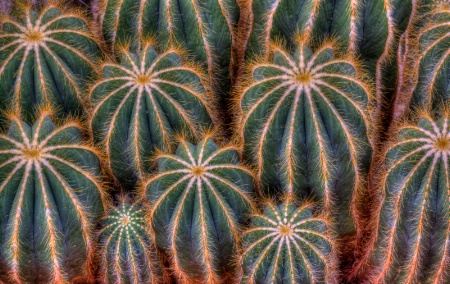 Cactus Circles