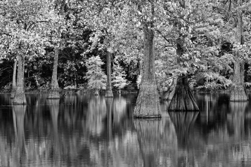 Bayou in B & W