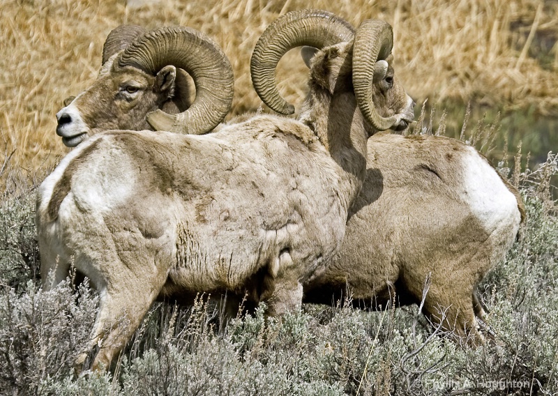 Big Horn Sheep Buddies