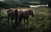 Assateague Island...