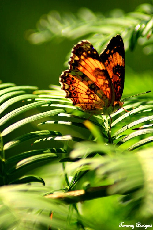 Silvery Checkerspot on Dawn Redwood