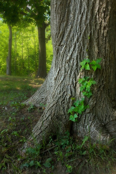 Into The Woods