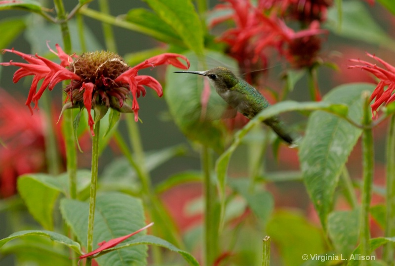 Bee Balm for Lunch