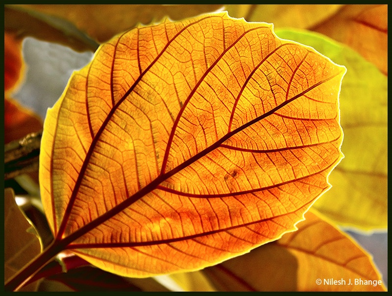 A beautiful Leaf