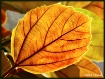 A beautiful Leaf