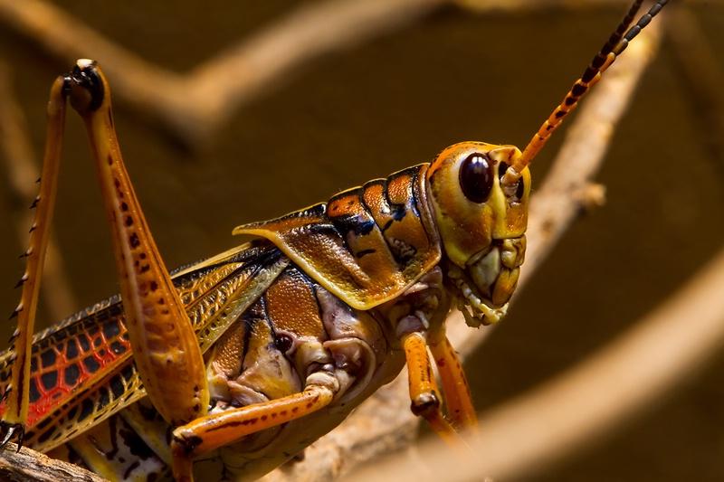 In The Twigs - ID: 10528297 © Chris Budny