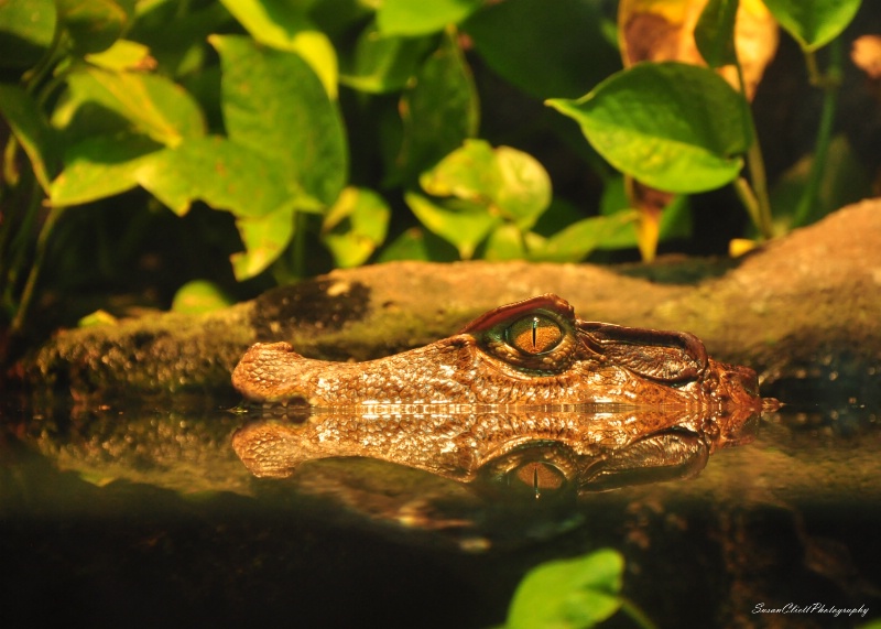Dwarf Caiman Crocodile