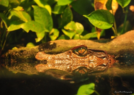 Dwarf Caiman Crocodile