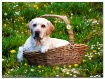 The Daisy