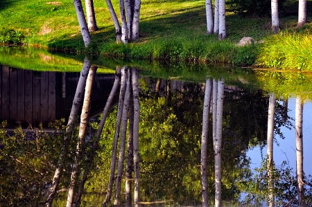 Pond Pondering 