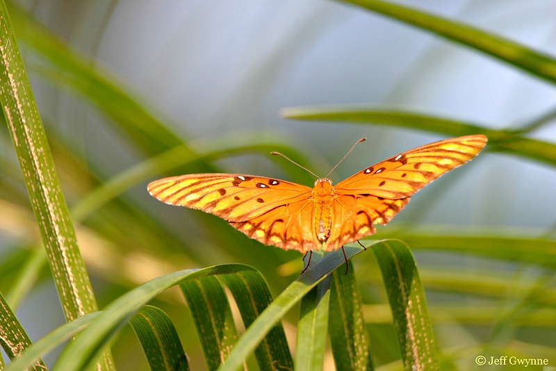 Gulf Fritillary Butterfly - ID: 10533595 © Jeff Gwynne