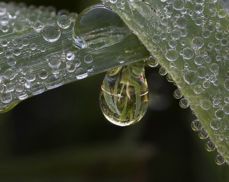 Morning Dew