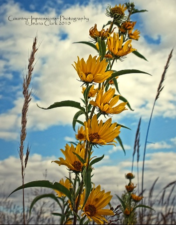 ~ SWAYIN' IN THE BREEZE ~