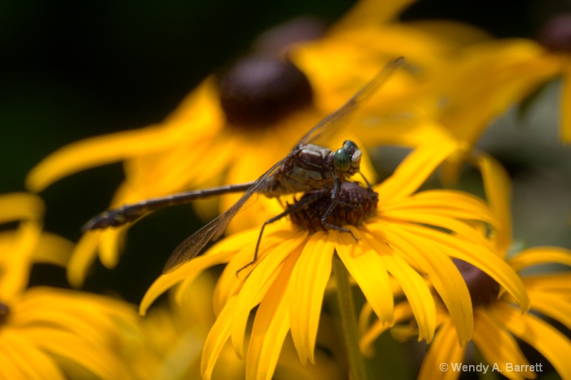 Dragonfly closeup - ID: 10536500 © Wendy A. Barrett