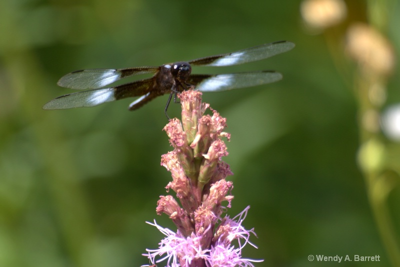 Hungry dragonfly - ID: 10536503 © Wendy A. Barrett