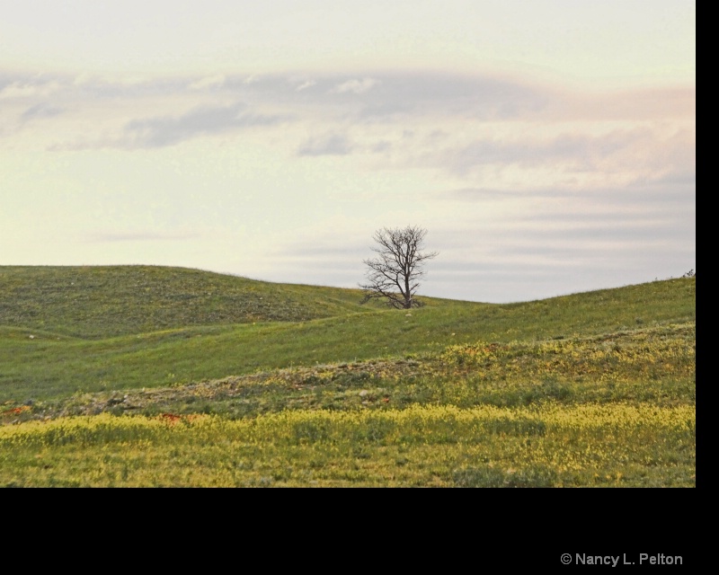 Lone tree on the hill.