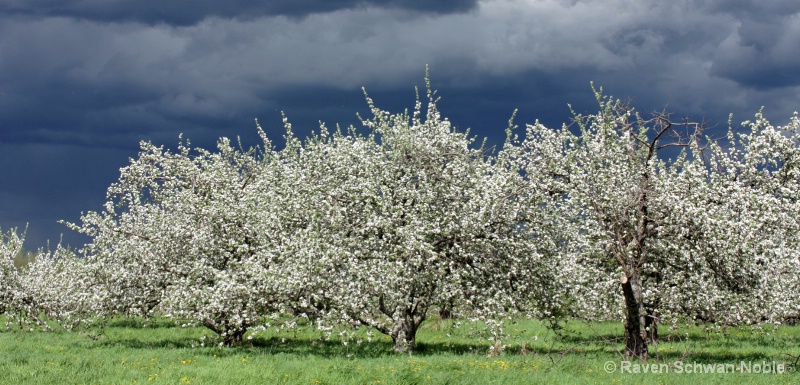 Apple Blossom Storm - ID: 10537124 © Raven Schwan-Noble