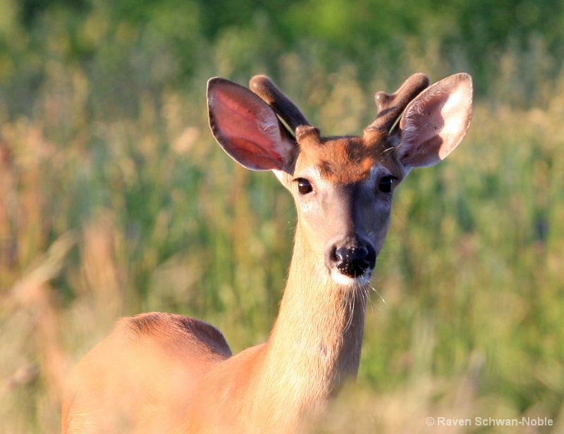 Yearling - ID: 10537126 © Raven Schwan-Noble