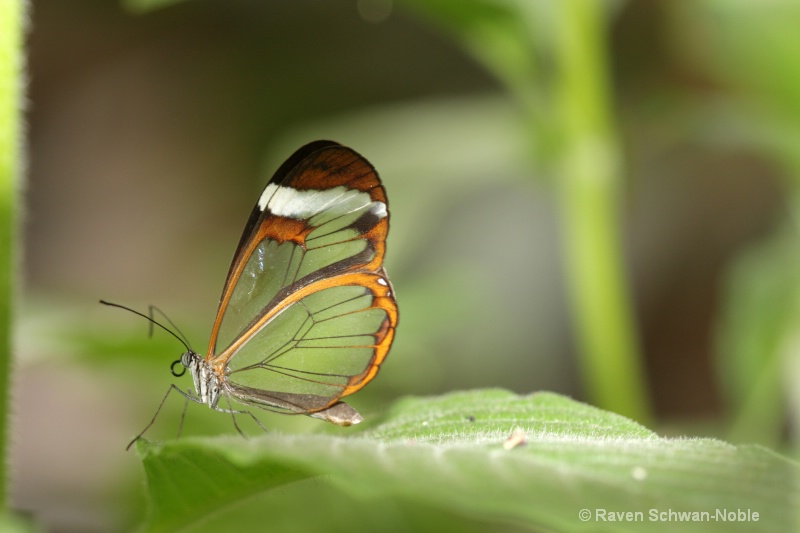 Glasswing - ID: 10537333 © Raven Schwan-Noble