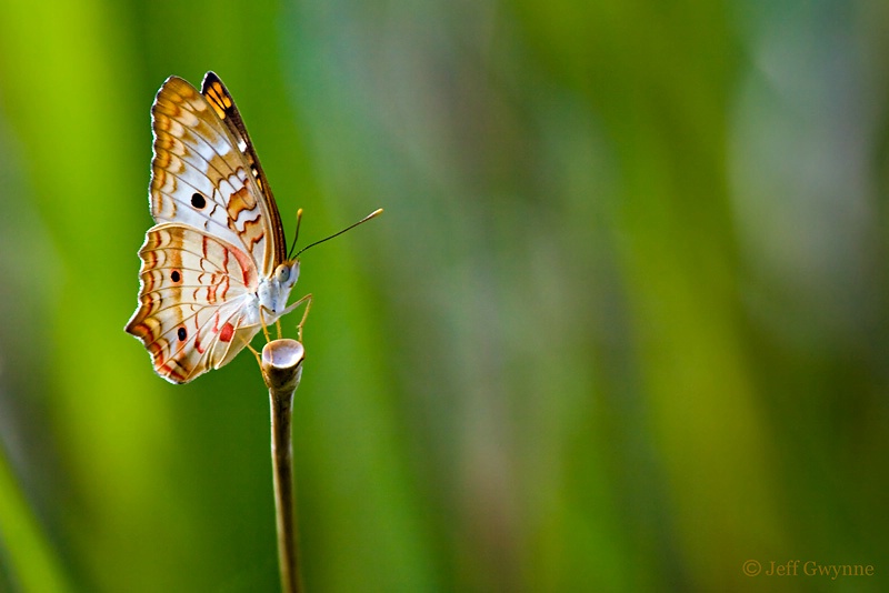 White Peacock Butterfly - ID: 10537629 © Jeff Gwynne