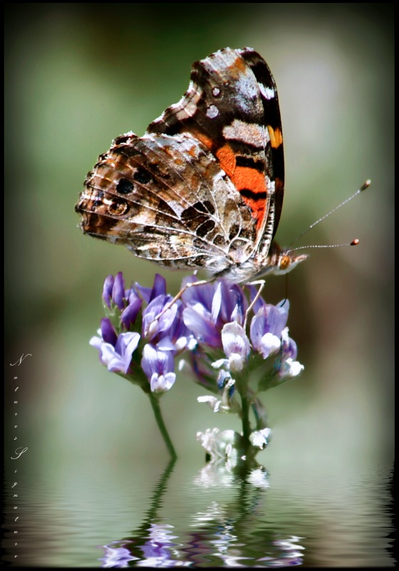 ~ Back Yard Butterfly ~ - ID: 10538013 © Trudy L. Smuin