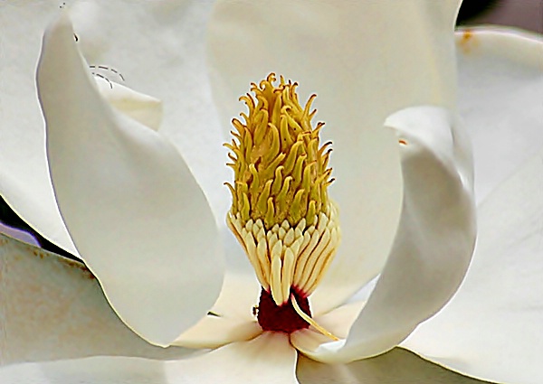 Center of a Magnolia