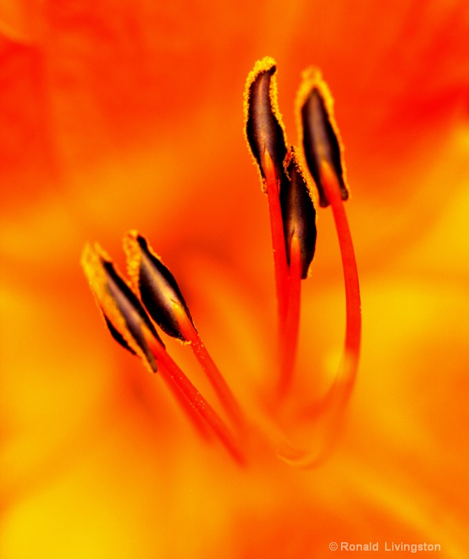 Stamen on Fire - ID: 10539978 © Ron Livingston