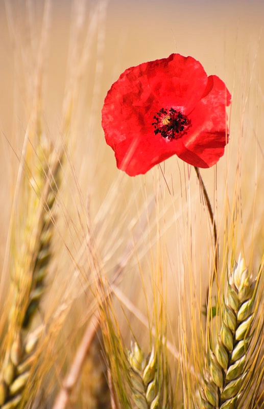 Poppy In The Wheat