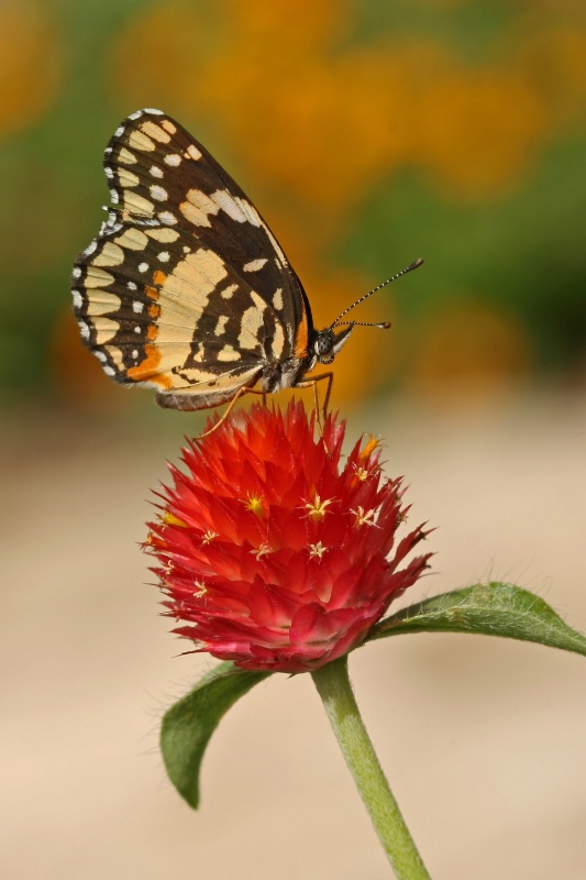 silvery checkerspot on red gomphrena