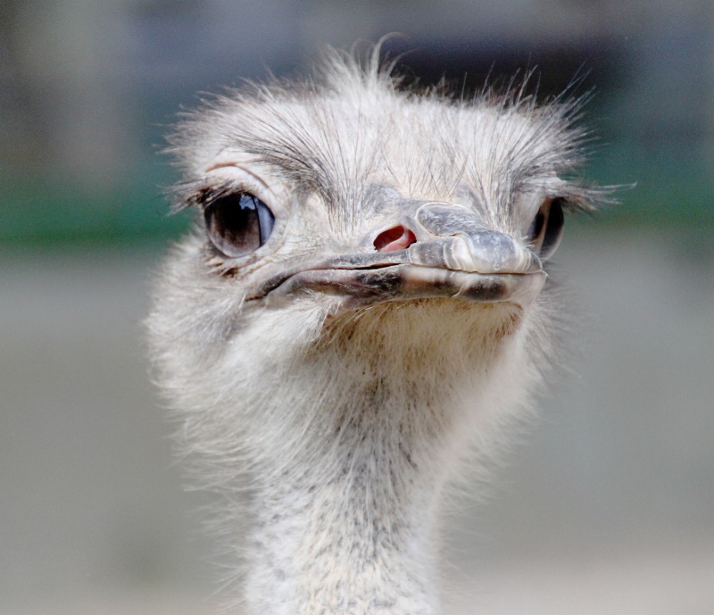 An ostrich from Barcelona II