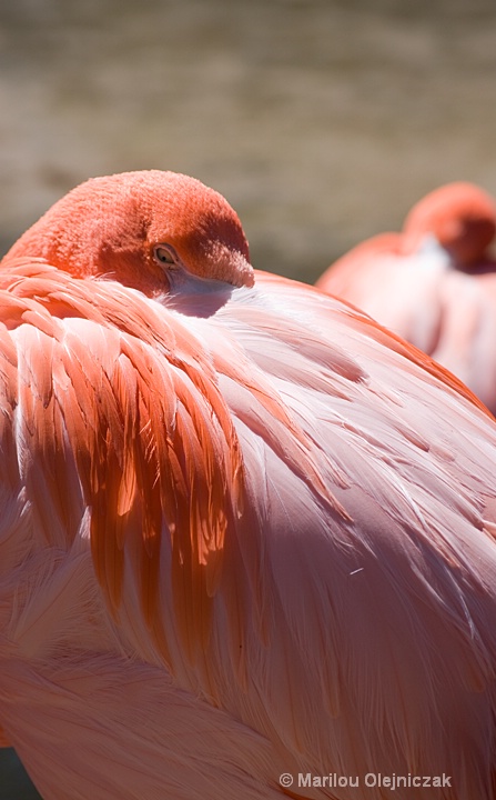 Caribbean Flamingo