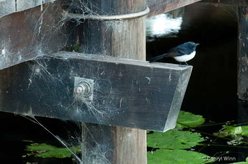 "Willy Wagtail on bridge"