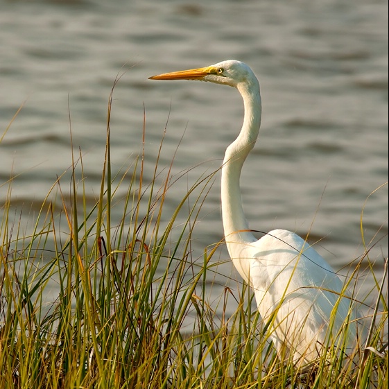 Regal #2 - ID: 10544034 © John Singleton