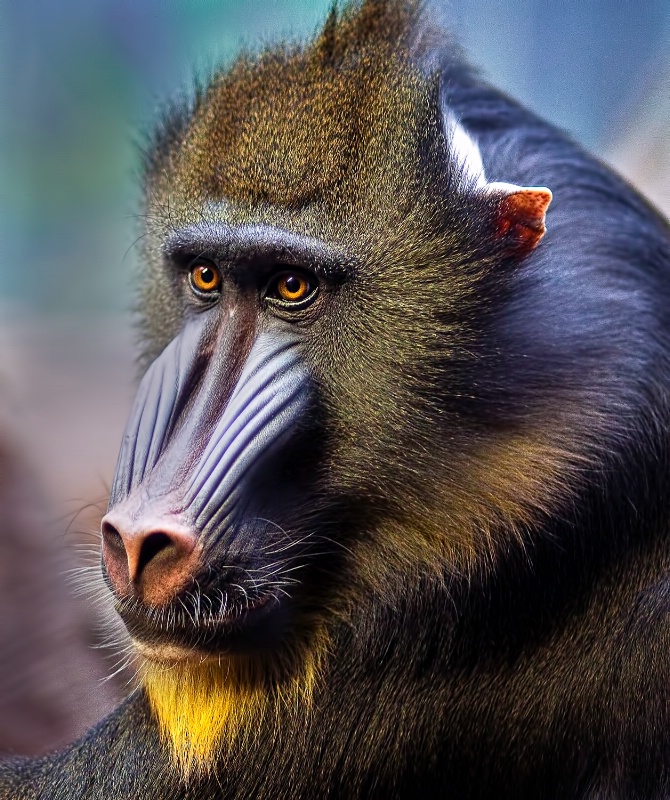 Mandrill 7