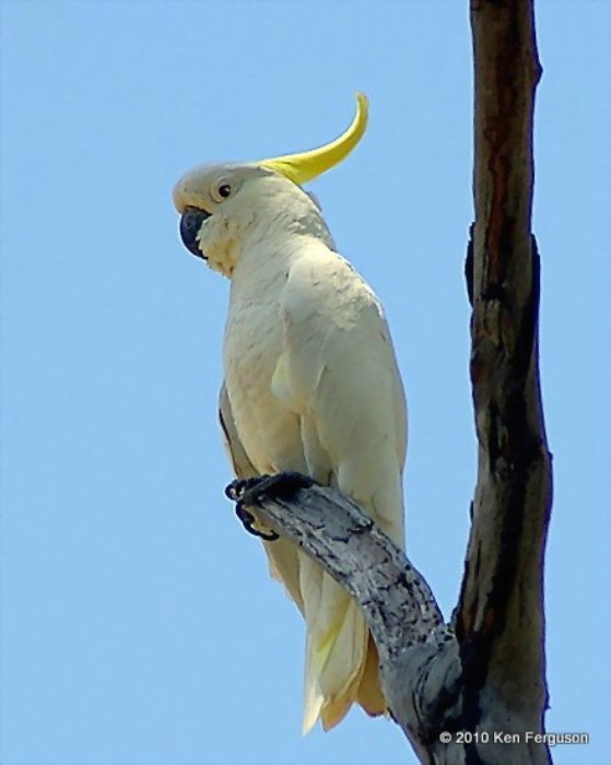 Sulphur Crested Cockatoo (Aust)