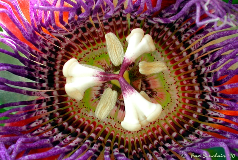 Giant Passion Fruit Flower - ID: 10545157 © Fax Sinclair
