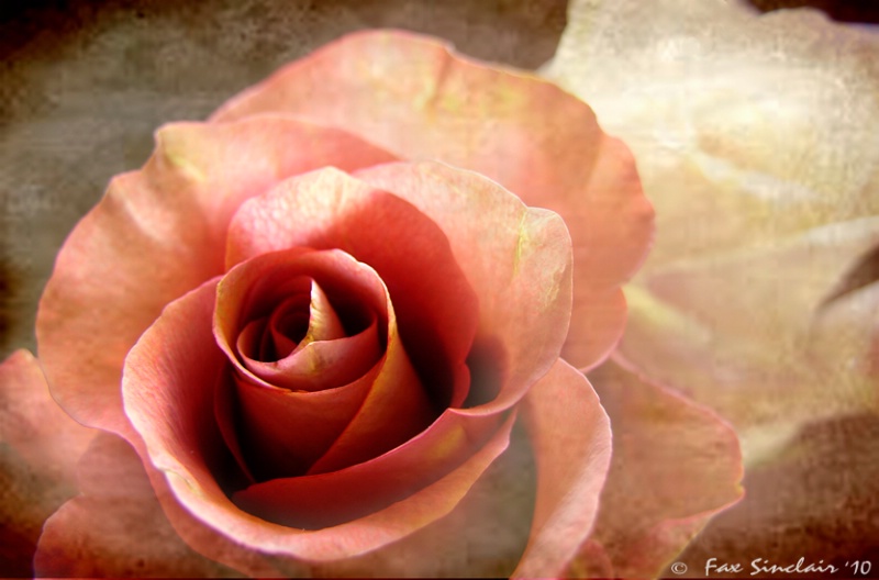 Antique Roses 2010 - ID: 10545162 © Fax Sinclair
