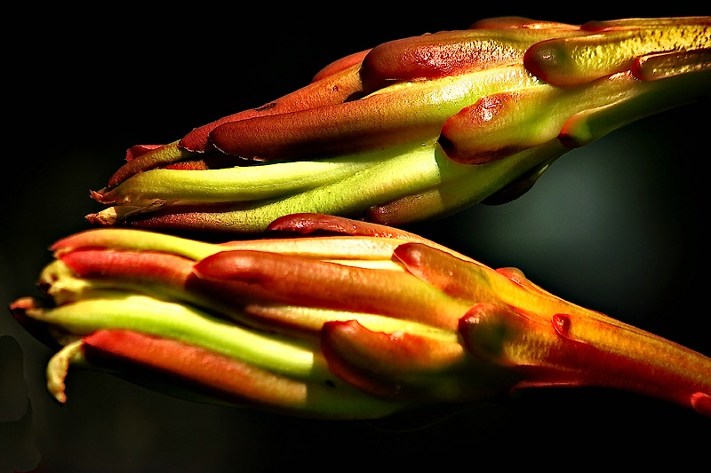 Cactus flower