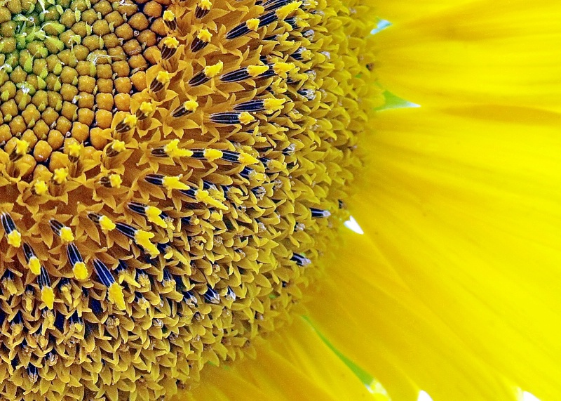 Sunflower Detail