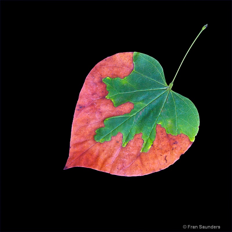 Beauty Leaf