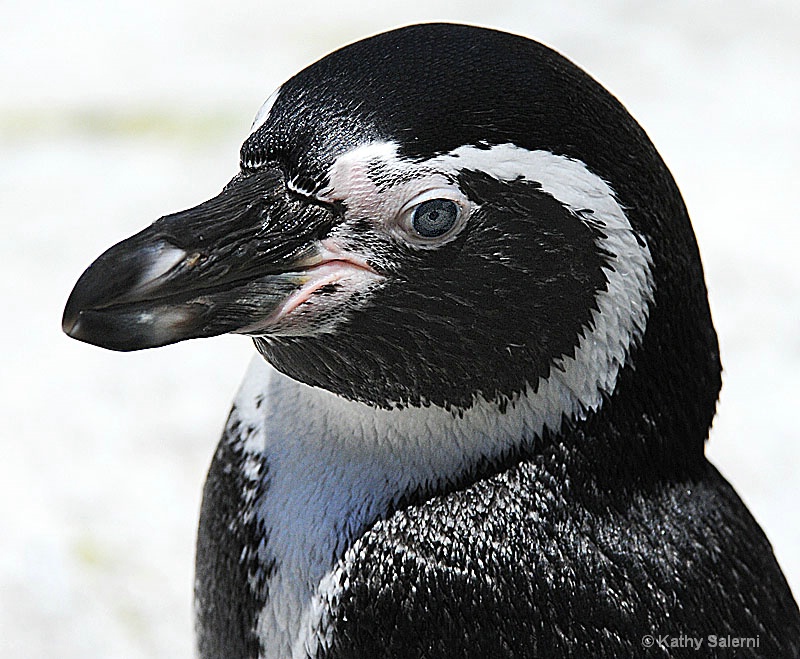 Humboldt Penguin - ID: 10547246 © Kathy Salerni