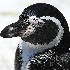 2Humboldt Penguin - ID: 10547246 © Kathy Salerni