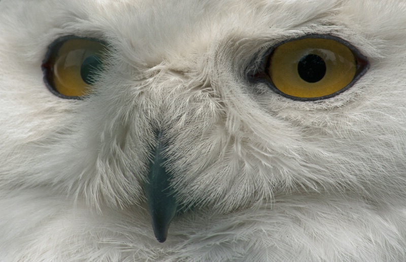 snowy owl - ID: 10547621 © Birthe Gawinski