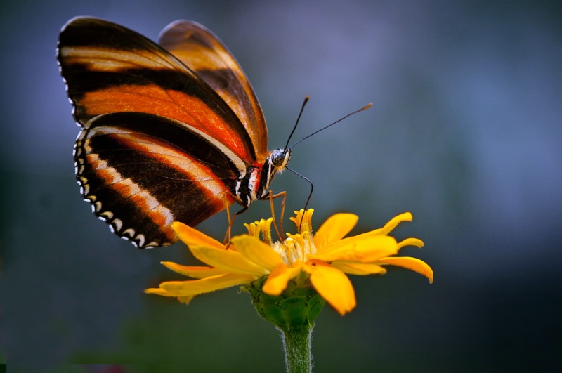 Tropical Butterfly - ID: 10548468 © Bob Miller